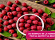 Les bienfaits insoupçonnés de la framboise pour la santé et la beauté